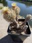 Preview: Turbinicarpus krainzianus minimus